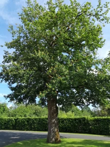 Propriété de 215m2 avec piscine