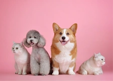 Quel est le statut des animaux de compagnie dans les locations ?