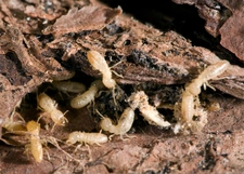 Présence de termites, responsabilité du vendeur ou du diagnostiqueur ?
