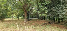COUP DE COEUR A TREMEOC - LONGERE 150M2 - 2 HABITATIONS SUR  15