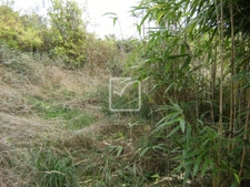 Maison plain pieds sur terrain de 1025m2 clos 21