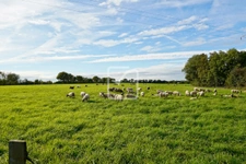 Fermette sur plus d'une hectare terrain 5