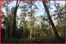 Domaine de chasse / forestier de 45 Hectares.