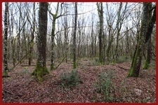 Domaine de chasse / forestier de 45 Hectares.