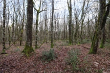 Domaine de chasse / forestier de 45 Hectares.