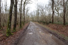 Domaine de chasse / forestier de 45 Hectares.