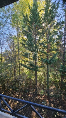 Maison individuelle à rénover avec jardin et garage  12