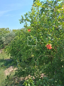 Terrain clos et arboré par de nombreux arbres fruitiers 11