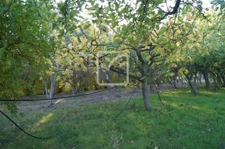Terrain clos et arboré par de nombreux arbres fruitiers 2