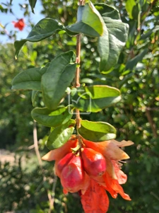 Terrain clos et arboré par de nombreux arbres fruitiers 3