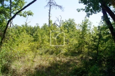 Terrain boisé  3