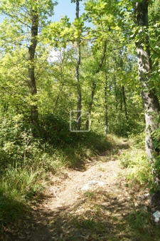 Terrain boisé  5