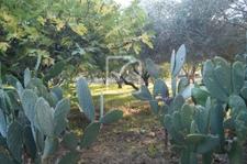 Terrain clos et arboré par de nombreux arbres fruitiers 8