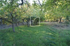 Terrain clos et arboré par de nombreux arbres fruitiers 7