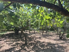 Terrain clos et arboré par de nombreux arbres fruitiers 9