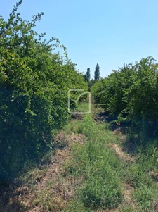 Terrain clos et arboré par de nombreux arbres fruitiers 10