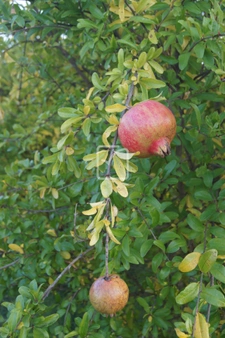 Terrain clos et arboré par de nombreux arbres fruitiers 3