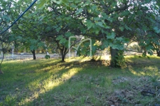 Terrain clos et arboré par de nombreux arbres fruitiers 5