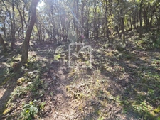 Beau et grand terrain constructible environnement nature!  6