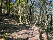 Beau et grand terrain constructible environnement nature!  5