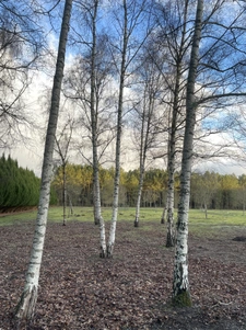 Maison d'environ 138 m2 sur 2,9 ha clos   Calme absolu 