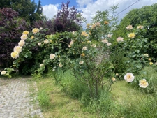 Opportunité à saisir   Charmante maison bourgeoise de plain-