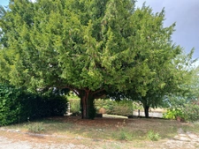 Maison en pierre, volumes généreux et charme à MORNAC