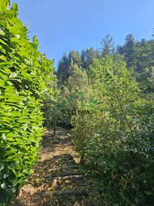 Charmante maison avec piscine dans un écrin de verdure 