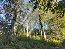 parcelle de peupliers