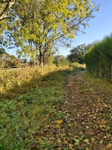 parcelle de peupliers