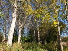 parcelle de peupliers