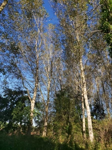 parcelle de peupliers