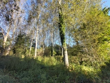 parcelle de peupliers