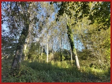 parcelle de peupliers