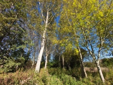 parcelle de peupliers