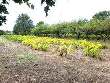 MAISON A RENOVER TEILLE