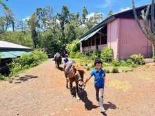 Immobilier professionnel à vendre - Réf GP - Vangrevelynghe - St Denis de la réunion Centre Equestre 97