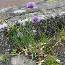 ? Les Mauvaises Herbes n’existent pas  ?
