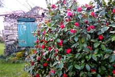  Maison de village Saint-Georges de Pointindoux