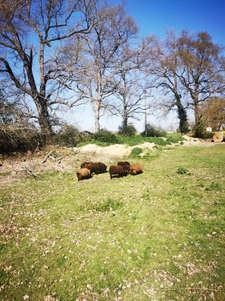 Maison traditionnelle de plain-pied 164 m2  avec DPE A/A