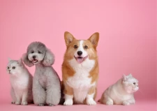 Quel est le statut des animaux de compagnie dans les locations?