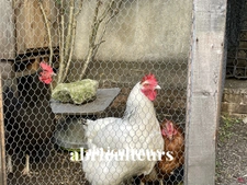 ALFORTVILLE CENTRE - APPARTEMENT - 3 PIECES  - 2 CHAMBRES - 47M2 - 280.000€