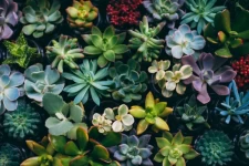 En mai, Granville accueillera le 3e festival Botanik'Art