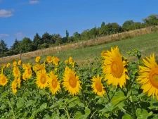 Messigny-et-vantoux et Nord dijonnais-1